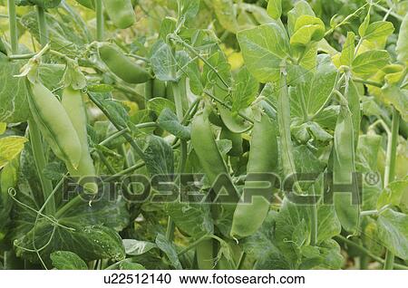 Stock Image - Sugar snap peas, Hyogo Prefecture, Honshu, Japan. Fotosearch