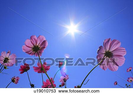 Stock Image - Sun and Blue Sky Over Cosmos Flowers. Fotosearch