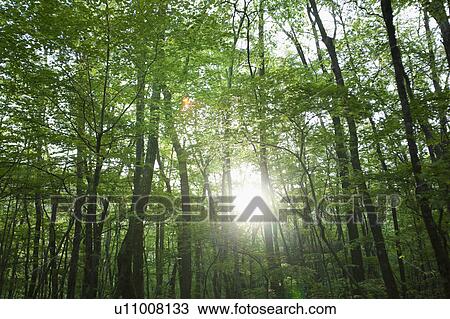 Stock Image - Sun Shining Through Tree. Fotosearch