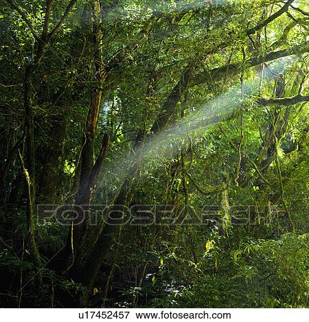 Sunbeam on Green Trees View Large Photo Image Stock Photo - Sunbeam on Green Trees. Fotosearch