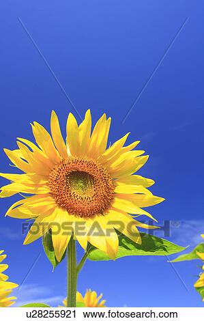 Sunflower Against Blue Sky View Large Photo Image Stock Image - Sunflower Against Blue Sky. Fotosearch