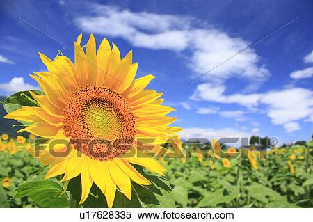 Sunflower Field View Large Photo Image Stock Photography - Sunflower Field. Fotosearch