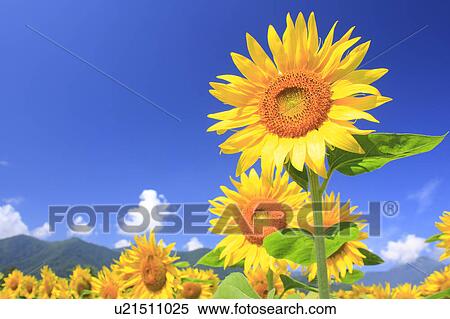 Stock Photography - Sunflower Field. Fotosearch