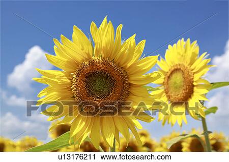 Stock Image - Sunflower, Yamanashi Prefecture, Honshu, Japan. Fotosearch