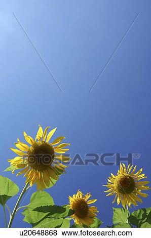 Stock Photo - Sunflowers and clear sky, Kanagawa Prefecture, Honshu, Japan. Fotosearch