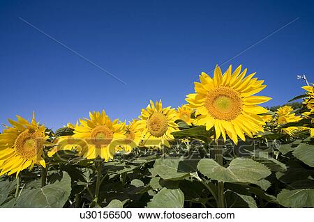 Sunflowers, Hokkaido Prefecture, Japan View Large Photo Image Stock Image - Sunflowers, Hokkaido Prefecture, Japan. Fotosearch