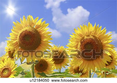 Stock Image - Sunflowers, Yamanashi Prefecture, Honshu, Japan. Fotosearch