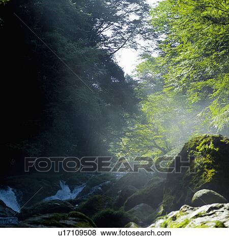 Sunlight on Mossy Stones in Forest View Large Photo Image Stock Photo - Sunlight on Mossy Stones in Forest. Fotosearch