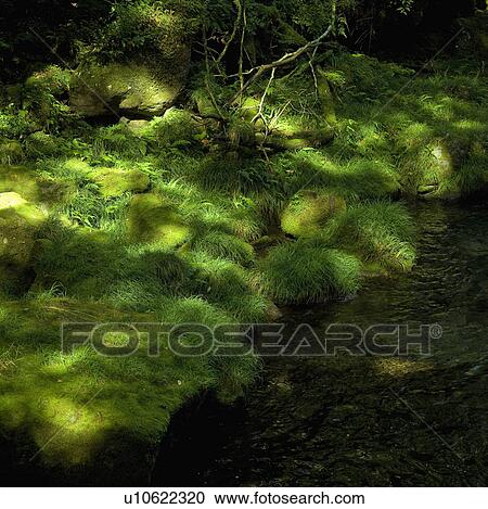 Sunlight on Mossy Stones View Large Photo Image Stock Image - Sunlight on Mossy Stones. Fotosearch