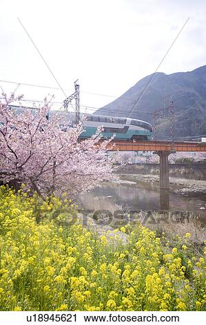 Stock Image - Super View Odoriko. Fotosearch
