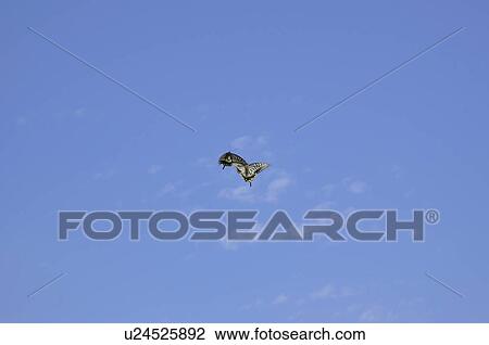 Swallowtail butterflies flying, Chiba Prefecture, Honshu, Japan View Large Photo Image Stock Image - Swallowtail butterflies flying, Chiba Prefecture, Honshu, Japan. Fotosearch