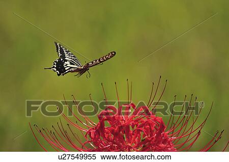 Swallowtail Butterfly flying near flower, Chiba Prefecture, Honshu, Japan View Large Photo Image Stock Photography - Swallowtail Butterfly flying near flower, Chiba Prefecture, Honshu, Japan. Fotosearch