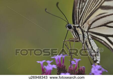 Swallowtail Butterfly on flower, Chiba Prefecture, Honshu, Japan View Large Photo Image Stock Image - Swallowtail Butterfly on flower, Chiba Prefecture, Honshu, Japan. Fotosearch