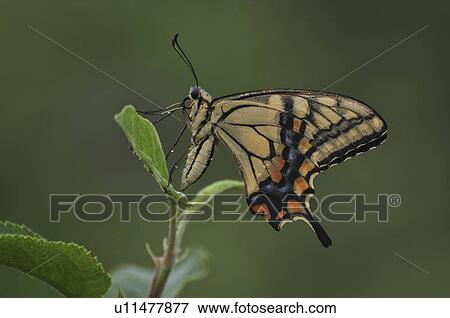 Stock Photo - Swallowtail Butterfly on leaf, Chiba Prefecture, Honshu, Japan. Fotosearch