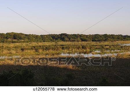 Stock Photo - Swam in Afternoon Sun. Fotosearch
