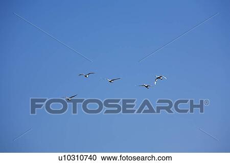 Swans flying, Nagano Prefecture, Honshu, Japan View Large Photo Image Stock Image - Swans flying, Nagano Prefecture, Honshu, Japan. Fotosearch