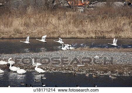 Swans, Nagano Prefecture, Honshu, Japan View Large Photo Image Picture - Swans, Nagano Prefecture, Honshu, Japan. Fotosearch
