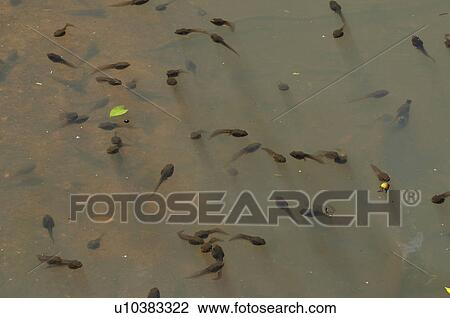 Stock Image - Tadpoles swimming in a water, Chiba Prefecture, Honshu, Japan. Fotosearch