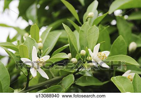 Tangerine blossoms, Hyogo Prefecture, Honshu, Japan View Large Photo Image Stock Image - Tangerine blossoms, Hyogo Prefecture, Honshu, Japan. Fotosearch