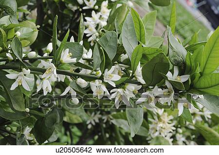 Stock Image - Tangerine blossoms, Hyogo Prefecture, Honshu, Japan. Fotosearch