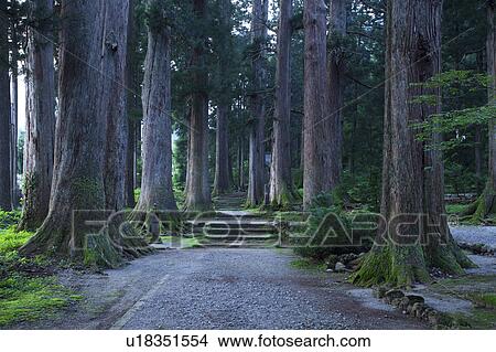 Picture - Tateyama cedar trees, Toyama Prefecture, Honshu, Japan. Fotosearch