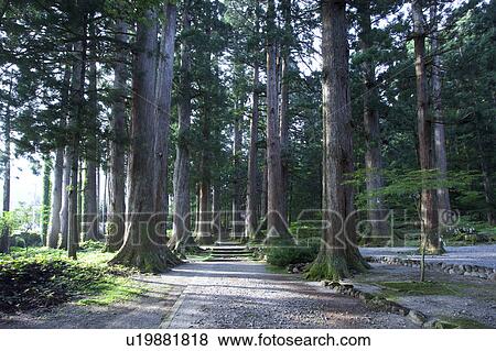 Stock Photo - Tateyama cedar trees, Toyama Prefecture, Honshu, Japan. Fotosearch