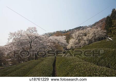 Stock Photo - Tea Garden and Blooming Cherry Blossom. Fotosearch
