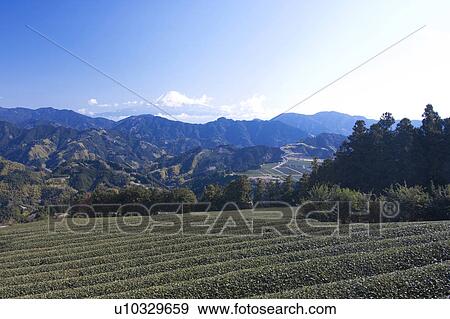 Stock Photo - Tea Garden and Mt. Fuji in the Background. Fotosearch
