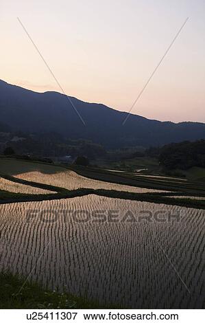 Stock Photo - Terraced Rice Paddies at Sunset. Fotosearch