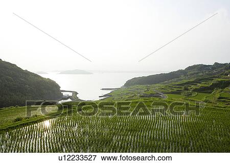 Stock Photo - Terraced Rice Paddies. Fotosearch
