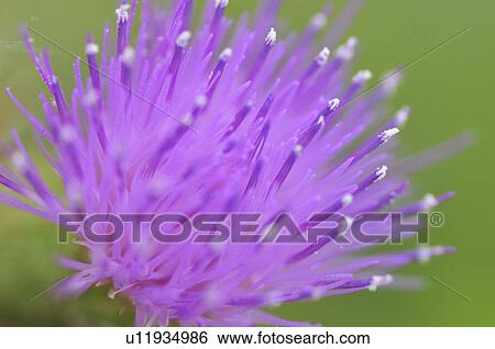 Stock Photograph - Thistle, Close-up, Chiba Prefecture, Honshu, Japan. Fotosearch