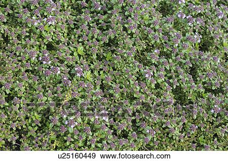 Stock Photo - Thyme collection, Okayama Prefecture, Honshu, Japan. Fotosearch