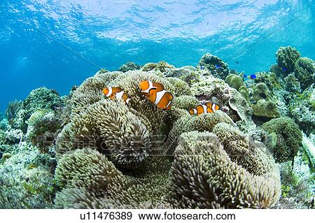 Stock Photo - Tomato Clownfish and soft coral underwater. Fotosearch