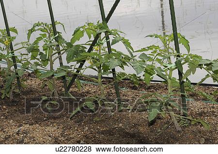 Tomato farm, Hyogo Prefecture, Honshu, Japan View Large Photo Image Stock Photo - Tomato farm, Hyogo Prefecture, Honshu, Japan. Fotosearch