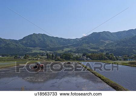 Tractors Working in Rice Field View Large Photo Image Stock Image - Tractors Working in Rice Field. Fotosearch