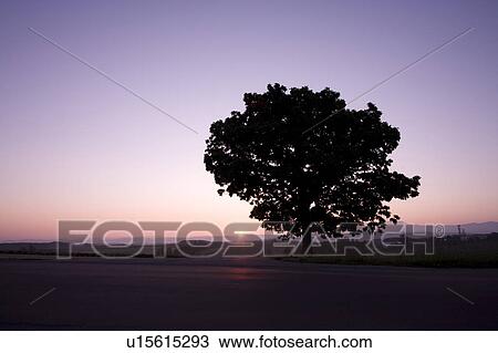 Stock Image - Tree and sunrise, Hokkaido Prefecture, Japan. Fotosearch