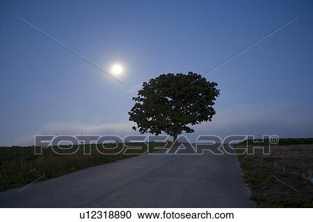Stock Image - Tree by a road at dawn, Hokkaido Prefecture, Japan. Fotosearch