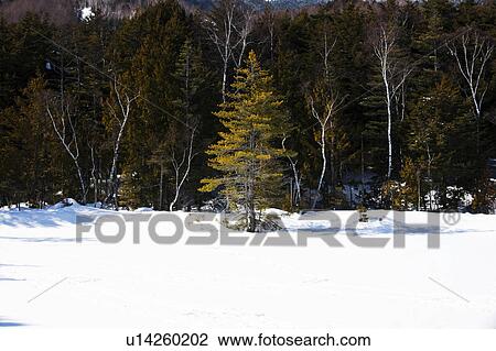 Stock Image - Tree Stands in the Snow Field. Fotosearch