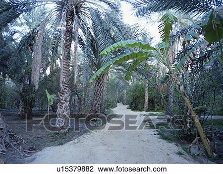 Stock Image - Treelined footpath, Tunisia. Fotosearch