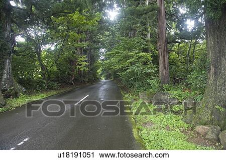 Treelined road at Heisen Hakuzan temple, Fukui Prefecture, Honshu, Japan View Large Photo Image Stock Image - Treelined road at Heisen Hakuzan temple, Fukui Prefecture, Honshu, Japan. Fotosearch