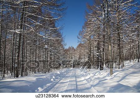 Treelined road in snow, Nagano Prefecture, Honshu, Japan View Large Photo Image Picture - Treelined road in snow, Nagano Prefecture, Honshu, Japan. Fotosearch