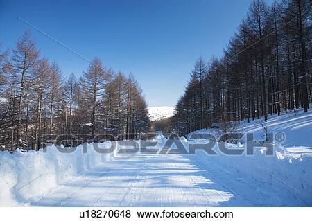 Treelined road in snow, Nagano Prefecture, Honshu, Japan View Large Photo Image Stock Photo - Treelined road in snow, Nagano Prefecture, Honshu, Japan. Fotosearch