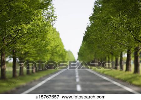 Treelined Road View Large Photo Image Stock Photo - Treelined Road. Fotosearch