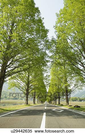 Treelined Road View Large Photo Image Stock Photography - Treelined Road. Fotosearch