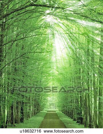 Stock Photograph - Trees and road. Fotosearch