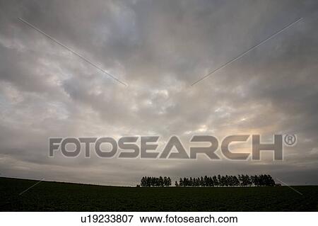 Stock Photo - Trees in a row at dawn, Hokkaido Prefecture, Japan. Fotosearch