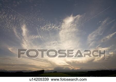 Stock Photo - Trees in a row at dusk, Hokkaido Prefecture, Japan. Fotosearch