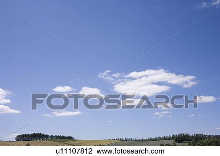 Stock Image - Trees in a row on a hill, Hokkaido Prefecture, Japan. Fotosearch