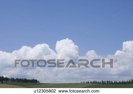 Stock Image - Trees in a row on a hill, Hokkaido Prefecture, Japan. Fotosearch
