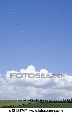 Stock Photo - Trees in a row on a hill, Hokkaido Prefecture, Japan. Fotosearch